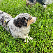 Vodka a rejoint le concours — aidez-le/la à gagner de superbes lots ! dog, australian_shepherd, grass, wildflowers, outdoor, nature, animal, pet, fur, canine, field, greenery, summer, flora, playful, standing, lying_down, merle_coat, daylight, leash