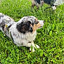 dog, australian_shepherd, grass, wildflowers, outdoor, nature, animal, pet, fur, canine, field, greenery, summer, flora, playful, standing, lying_down, merle_coat, daylight, leash