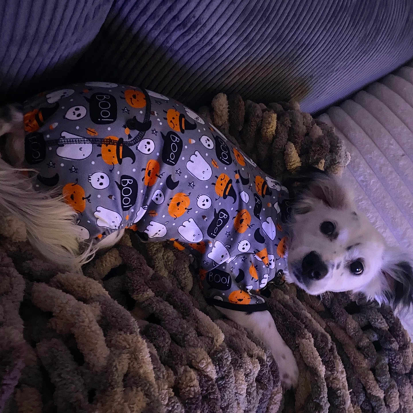 Kobe joined the competition — help win amazing prizes! animal, blanket, canine, cat, cockerspaniel, couch, cushion, dog, eskimodog, furniture, homedecor, hound, papillon, person, pet, poodle, puppy, sleeping, terrier, whitedog