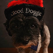 Toby joined the competition — help win amazing prizes! adorable, animal, black, closeup, clothing, curious, cute, dog, eyes, face, fur, furry, hat, indoor, pet, portrait, small, table, white, wood