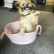 Roly joined the competition — help win amazing prizes! animal, basket, carpet, collar, cute, dog, domestic_animal, ears, floor, fur, furry, happy, indoor, mouth_open, pet, playful, puppy, small_dog, tongue_out, toy_in_basket