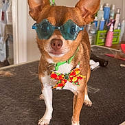 Spanky joined the competition — help win amazing prizes! dog, small_dog, sunglasses, star_shaped_glasses, bow_tie, leash, grooming_table, indoor, brown_dog, white_paws, pet_accessories, cute, pet, standing, funny, decorative, animal, eyes_covered, playful, household_items