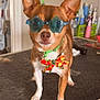 dog, small_dog, sunglasses, star_shaped_glasses, bow_tie, leash, grooming_table, indoor, brown_dog, white_paws, pet_accessories, cute, pet, standing, funny, decorative, animal, eyes_covered, playful, household_items