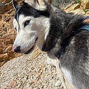 Uska participe au concours pour gagner de l'argent avec cette photo : animal, beach, black_and_white, calm, canine, cliff, closeup, dog, fur, harness, husky, nature, outdoor, pebbles, pet, portrait, rocks, side_profile, sunlight, walking