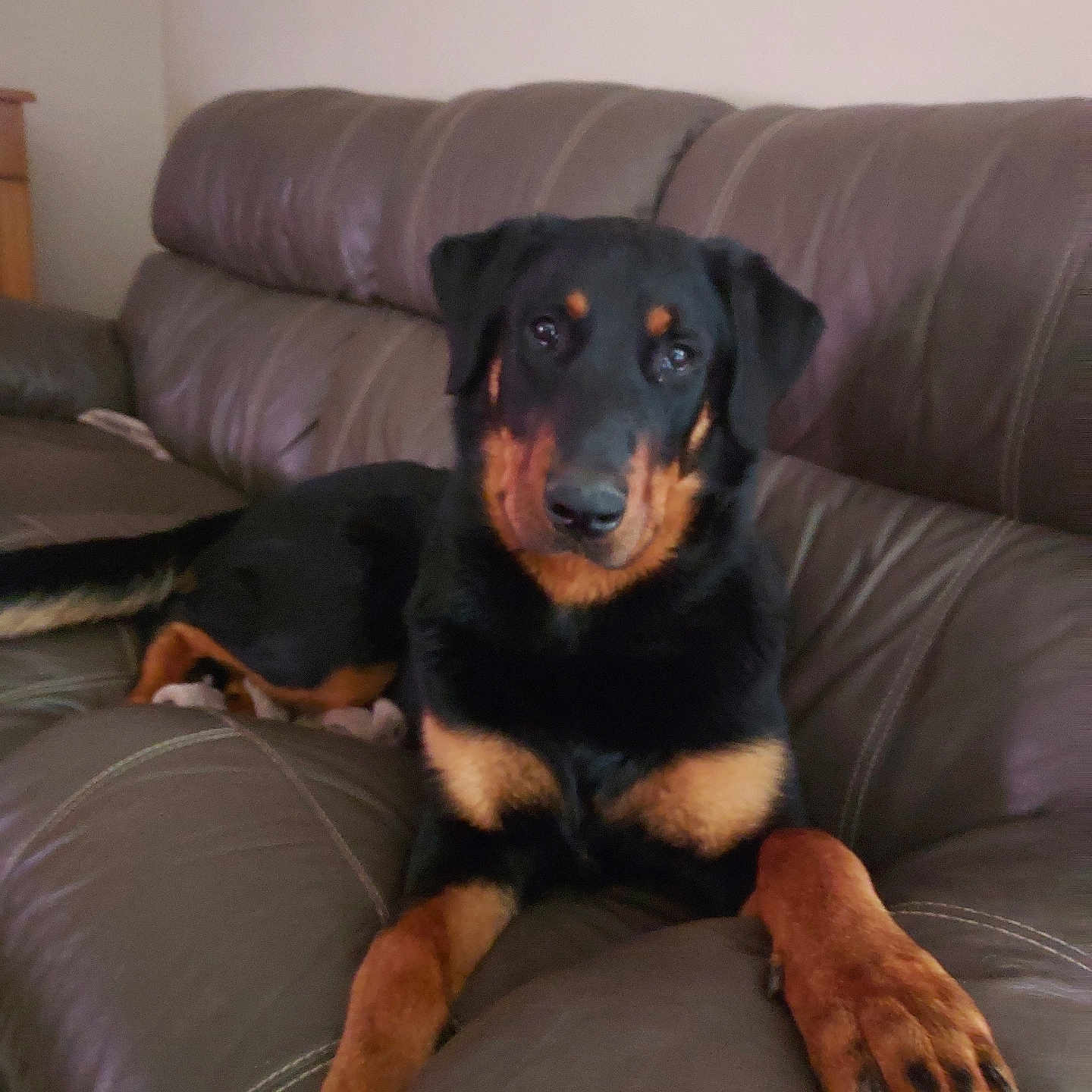 Viktor a rejoint le concours — aidez-le/la à gagner de superbes lots ! animal, black_and_tan, brown, canine, companion, cozy, dog, domestic, friendly, fur, home, indoor, leather_couch, living_room, looking_at_camera, mammal, paw, pet, relaxed, seated