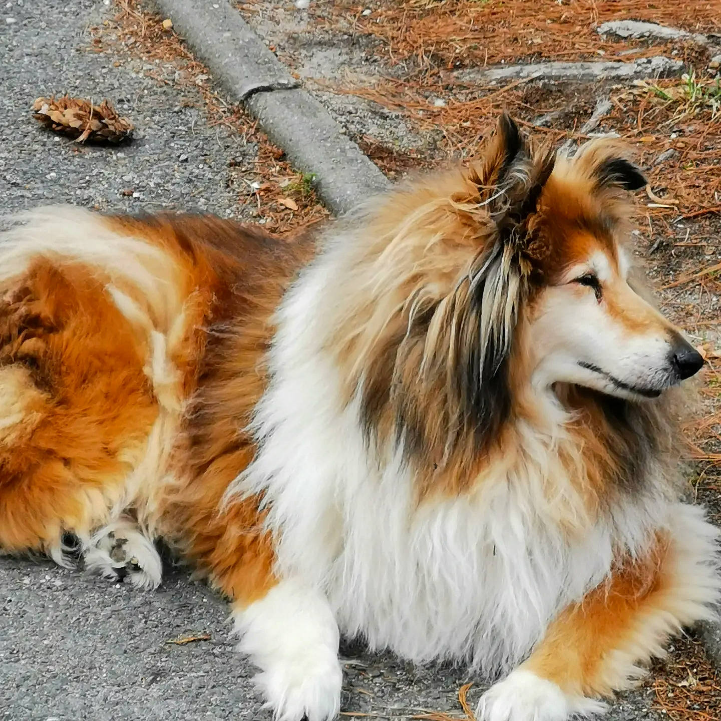 Flanelle participe au concours pour gagner de l'argent avec cette photo : canidae, carnivore, claw, collie, companion_dog, dog, dog_breed, fawn, fur, herding_dog, paw, rough_collie, scotch_collie, shetland_sheepdog, sitting, snout, sporting_group, tail, terrestrial_animal, whiskers