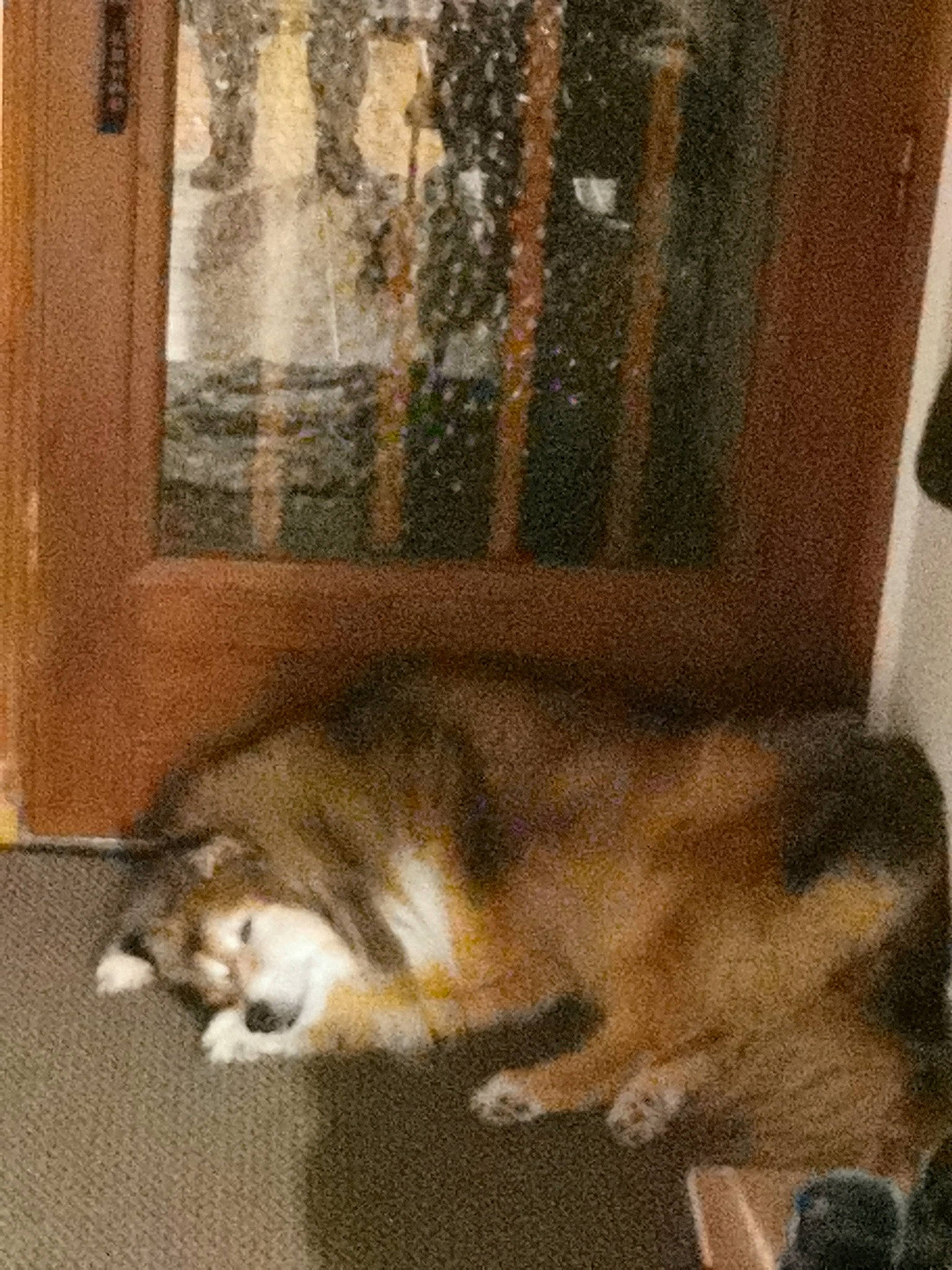 Flanelle a rejoint le concours — aidez-le/la à gagner de superbes lots ! canidae, carnivore, comfort, companion_dog, dog, dog_breed, fawn, felidae, flooring, fur, hardwood, nap, snout, sporting_group, tail, terrestrial_animal, whiskers, window, wood, working_dog