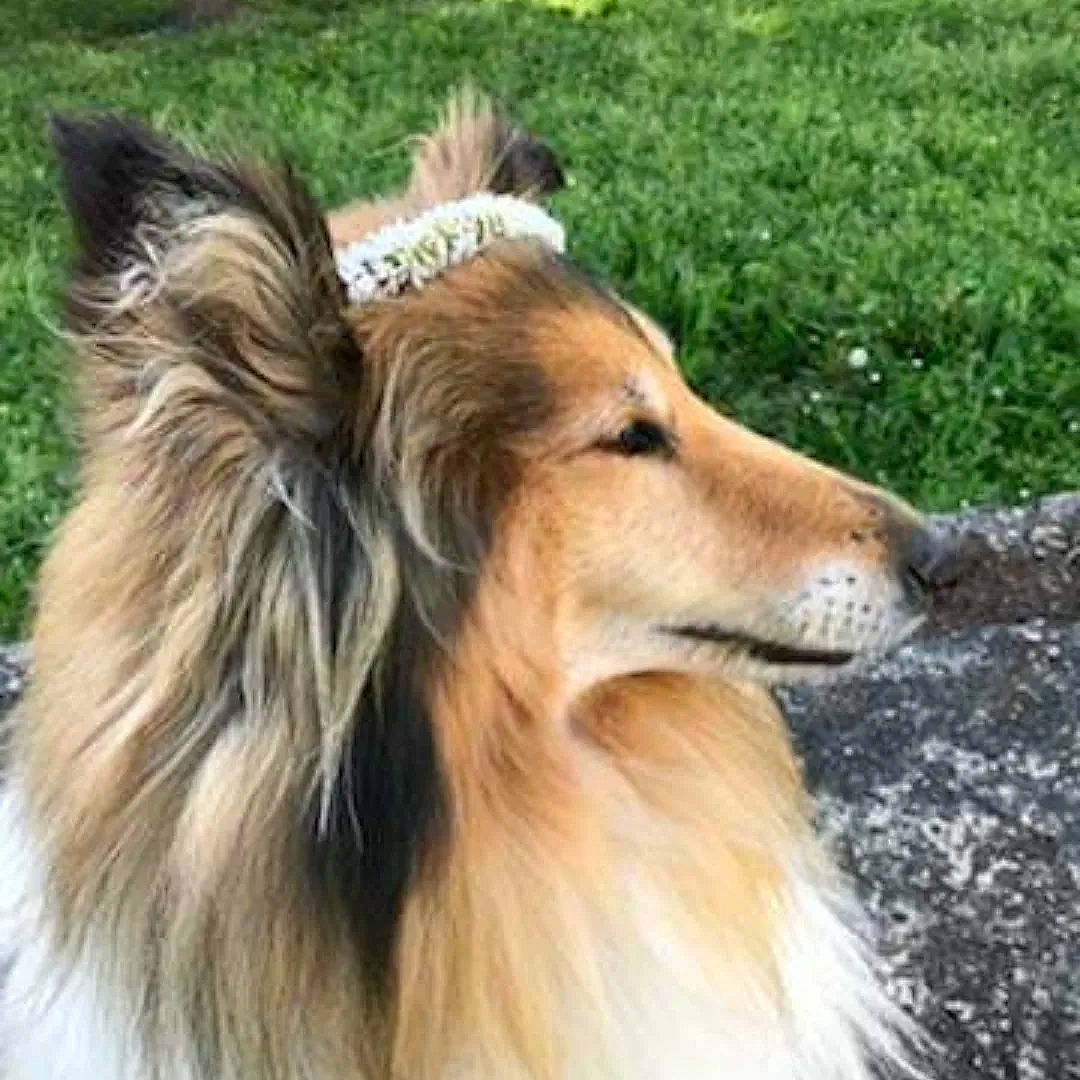 Flanelle participe au concours pour gagner de l'argent avec cette photo : ancient_dog_breeds, carnivore, collie, companion_dog, dog, dog_breed, fawn, fur, grass, herding_dog, liver, rough_collie, scotch_collie, shetland_sheepdog, snout, sporting_group, terrestrial_animal, whiskers, working_animal, working_dog