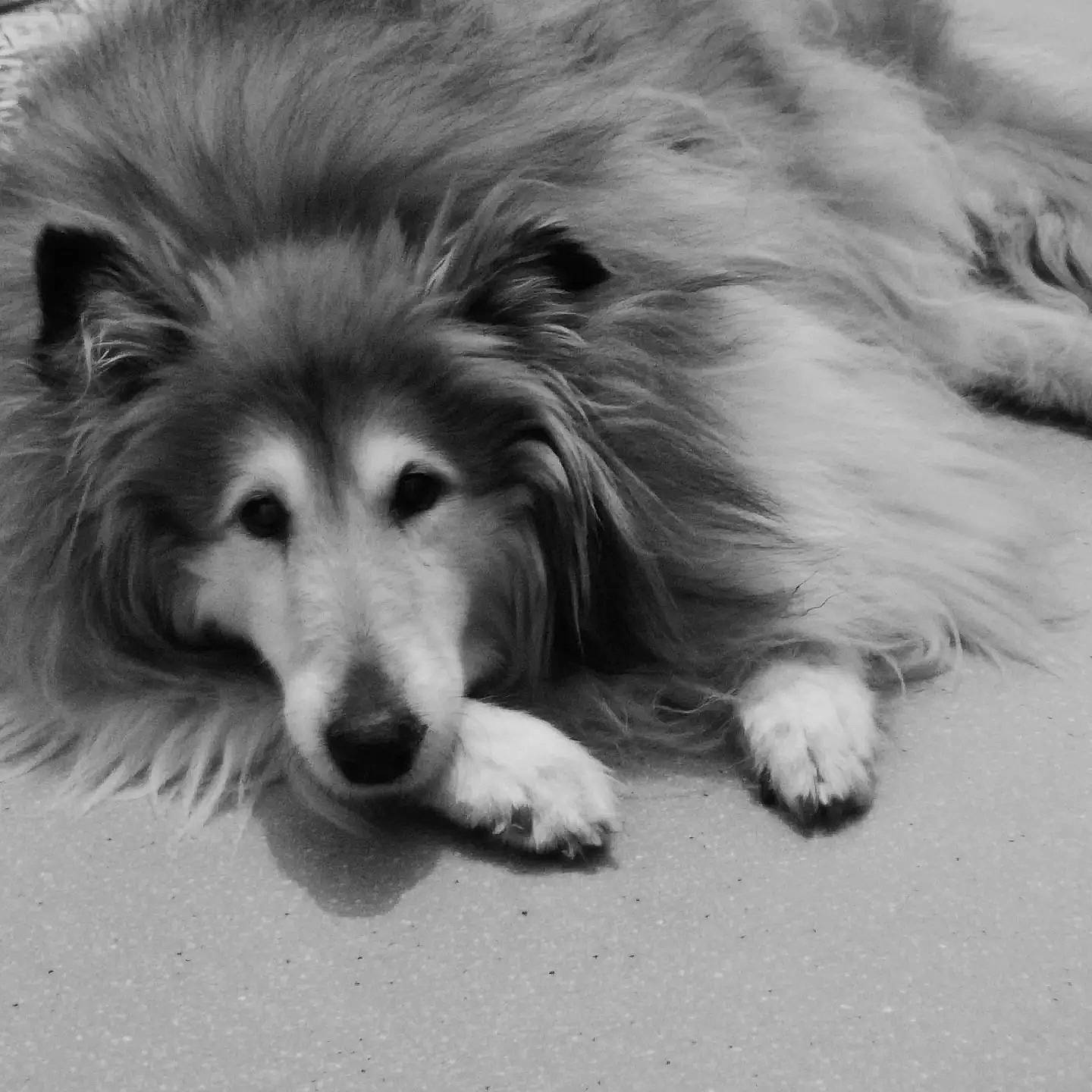 Flanelle a rejoint le concours — aidez-le/la à gagner de superbes lots ! ancient_dog_breeds, canidae, carnivore, companion_dog, dog, dog_breed, fur, monochrome, monochrome_photography, sporting_group, terrestrial_animal, whiskers, working_animal, working_dog