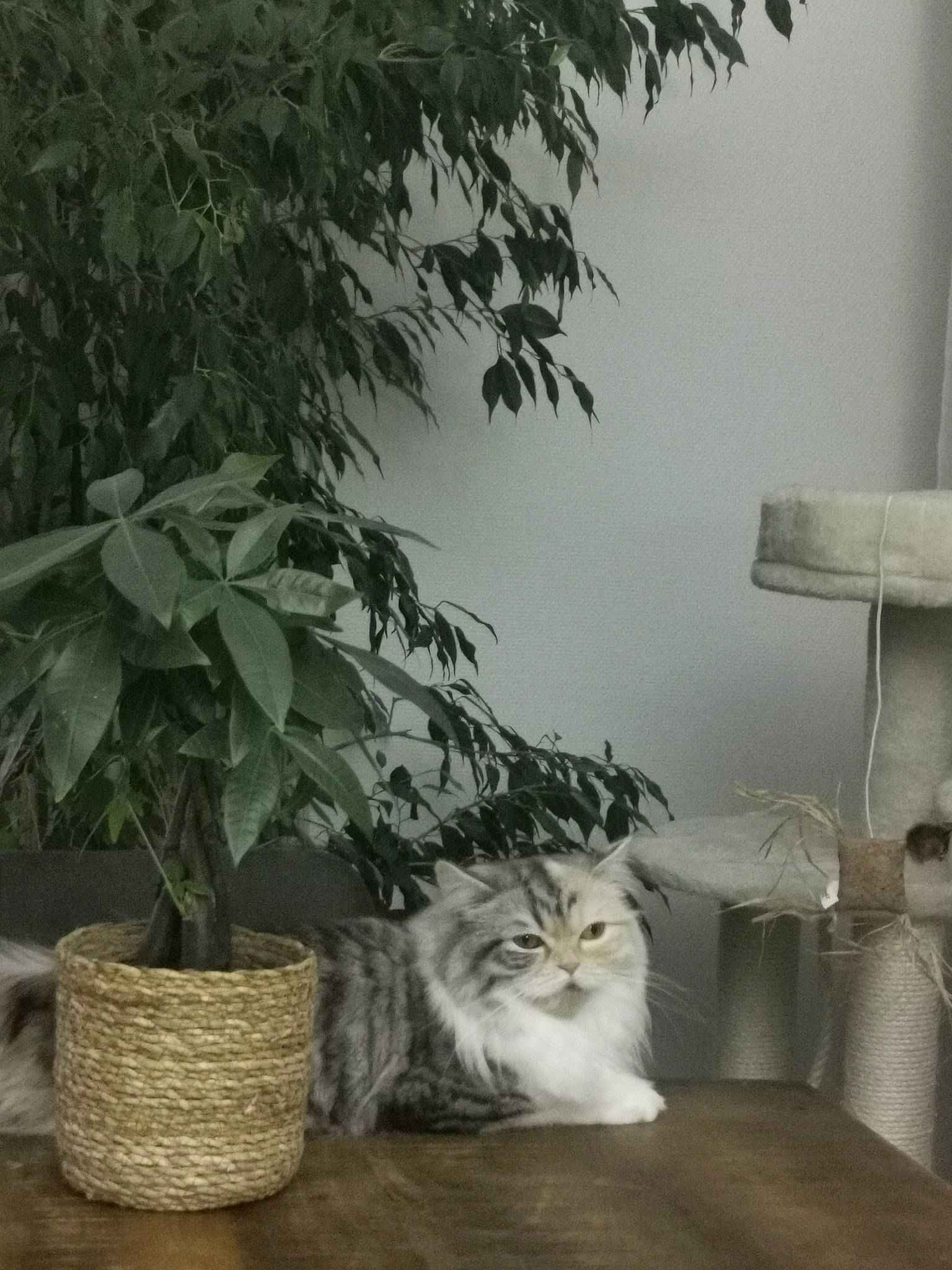 Nikolette participe au concours pour gagner de l'argent avec cette photo : carnivore, cat, comfort, domestic_short_haired_cat, felidae, flowerpot, fur, herb, houseplant, monochrome, monochrome_photography, plant, room, sitting, small_to_medium_sized_cats, tail, tree, whiskers, window, wood