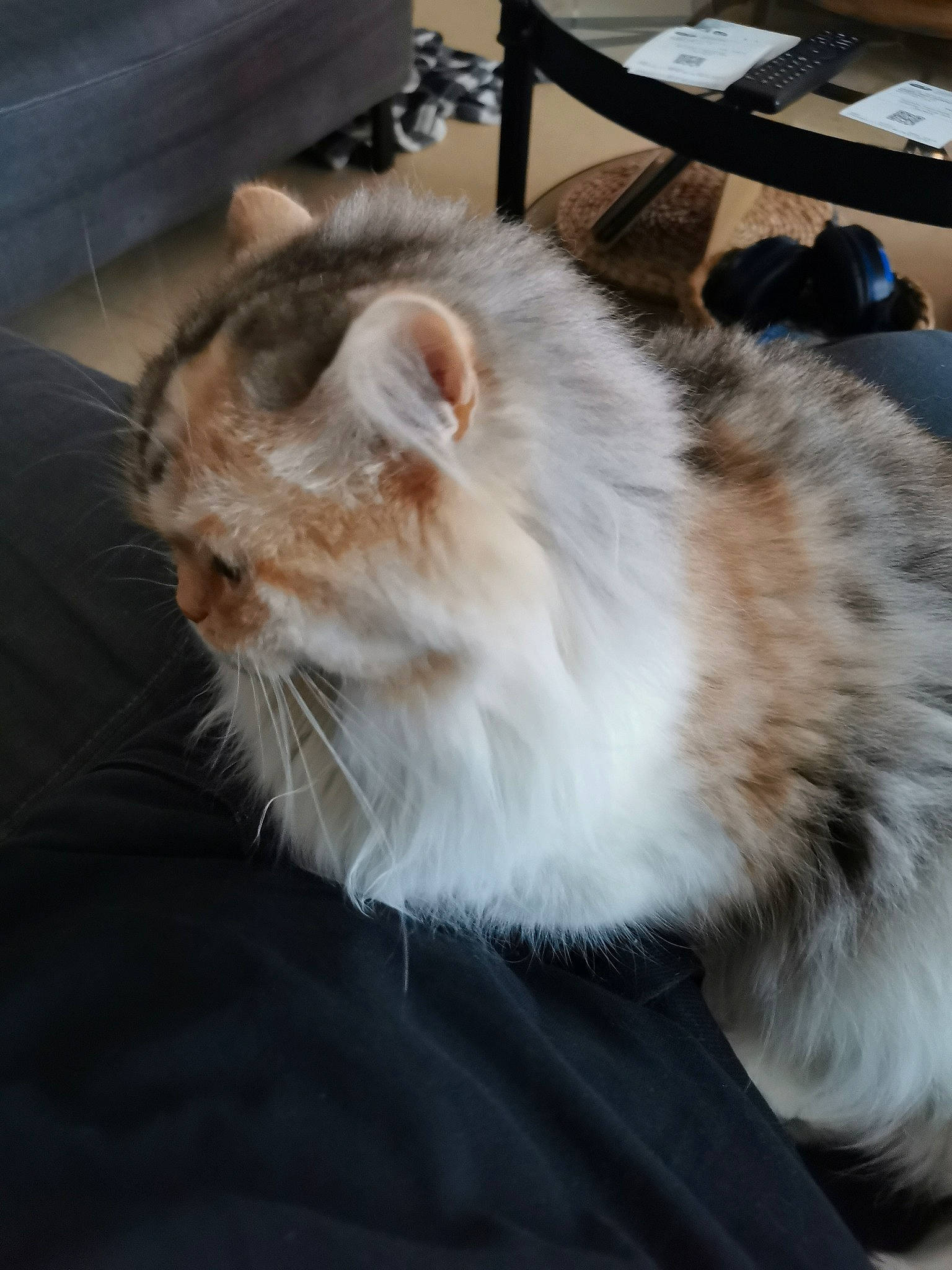 Nikolette a rejoint le concours — aidez-le/la à gagner de superbes lots ! british_longhair, carnivore, cat, claw, comfort, fawn, felidae, fur, small_to_medium_sized_cats, snout, tail, whiskers