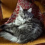 cat, long_hair, gray_cat, armchair, vintage_furniture, decorative_pillow, indoor, tile_floor, wooden_furniture, pet, feline, relaxed, cozy, domestic_animal, resting, fur, eyes, living_room, home, quiet