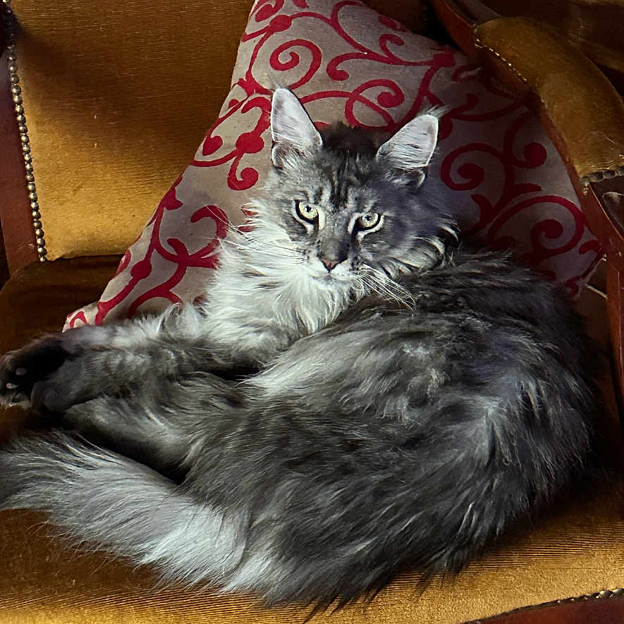 Zip participe au concours pour gagner de l'argent avec cette photo : armchair, cat, cozy, decorative_pillow, domestic_animal, eyes, feline, fur, gray_cat, home, indoor, living_room, long_hair, pet, quiet, relaxed, resting, tile_floor, vintage_furniture, wooden_furniture