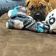 Sadie joined the competition — help win amazing prizes! puppy, dog, blanket, couch, brown, wrinkles, resting, indoor, cozy, soft, person, jeans, leg, closeup, cute, pet, animal, companion, relaxing, comfortable
