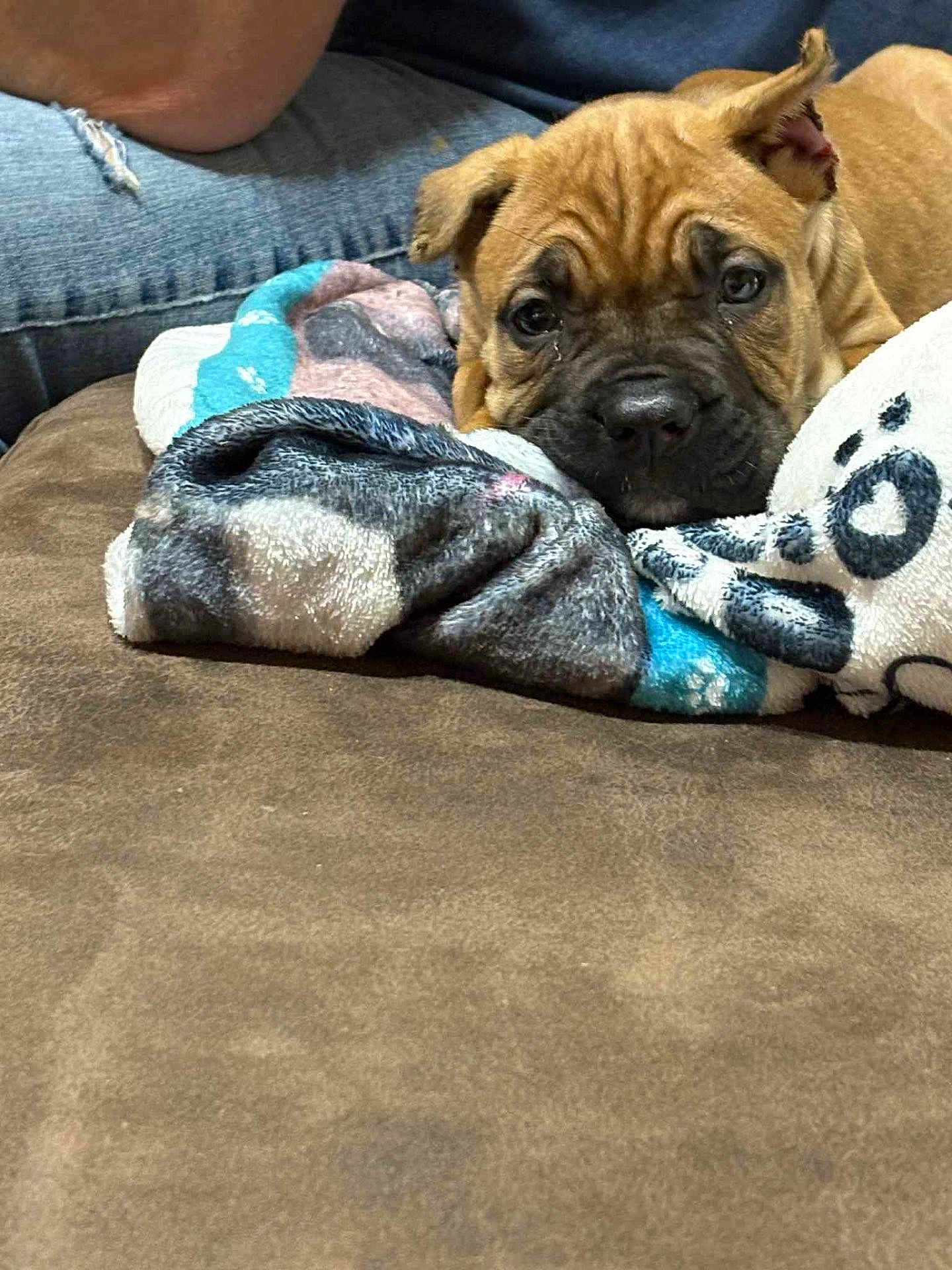 Sadie