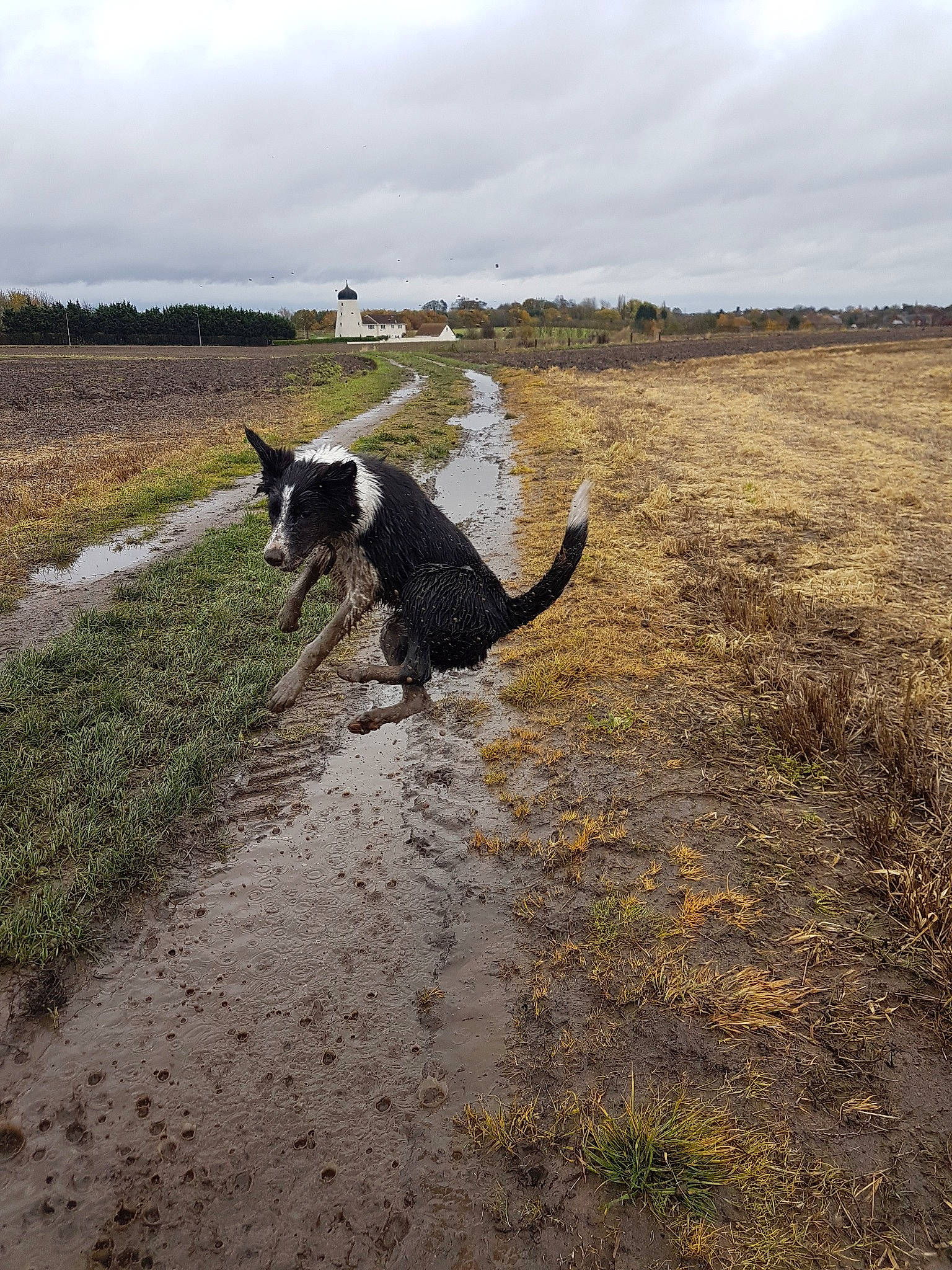 Bess joined the competition — help win amazing prizes! australian_cattle_dog, beach, border_collie, canidae, carnivore, cloud, coast, dog, dog_breed, dog_walking, lurcher, sky, soil, sporting_group