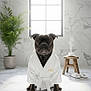 Voltaire participe au concours pour gagner de l'argent avec cette photo : dog, bathrobe, pet, indoor, marble_floor, window, plant, wooden_stool, cup, steam, slippers, relaxation, calm, portrait, animal, pet_care, spa, luxury, interior, floor