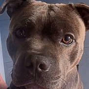 Voltaire a rejoint le concours — aidez-le/la à gagner de superbes lots ! dog, close_up, pet, canine, brown_fur, face, ears, whiskers, nose, eyes, indoor, portrait, looking, curious, animal, muzzle, fur_texture, expression, friend, companion