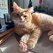 Garfield participe au concours pour gagner de l'argent avec cette photo : cat, kitten, ginger_cat, orange_fur, fluffy, paw, pink_paws, whiskers, ears, face, indoor, sunlight, window, table, placemat, glass, jars, relaxed, cute, portrait