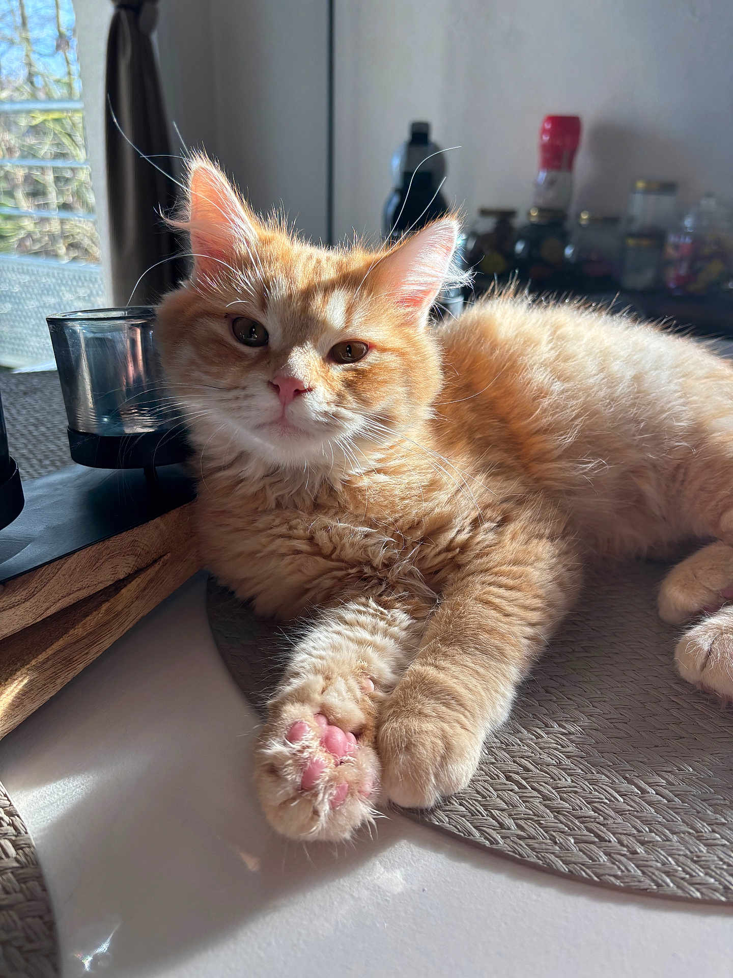 Garfield participe au concours pour gagner de l'argent avec cette photo : cat, kitten, ginger_cat, orange_fur, fluffy, paw, pink_paws, whiskers, ears, face, indoor, sunlight, window, table, placemat, glass, jars, relaxed, cute, portrait