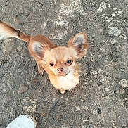 Stych participe au concours pour gagner de l'argent avec cette photo : dog, small_dog, chihuahua, looking_up, ears, fur, outdoor, ground, rocky_surface, shoe, footwear, person, pet, animal, cute, adorable, brown_fur, white_chest, tail, companion