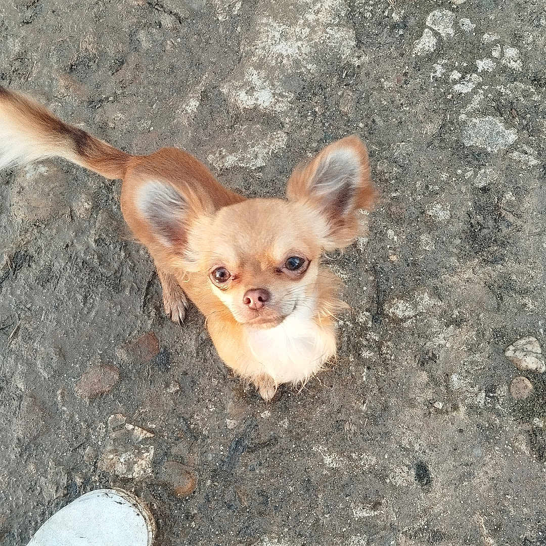 Stych participe au concours pour gagner de l'argent avec cette photo : dog, small_dog, chihuahua, looking_up, ears, fur, outdoor, ground, rocky_surface, shoe, footwear, person, pet, animal, cute, adorable, brown_fur, white_chest, tail, companion