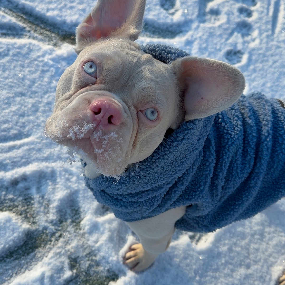 Olaf participe au concours pour gagner de l'argent avec cette photo : dog, blue_eyes, pink_nose, snow, paw_prints, blue_jacket, winter, outdoor, pet, curious, animal, canine, cold_weather, fur, ears, looking_up, texture, snowy_ground, cute, portrait