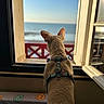 Olaf a rejoint le concours — aidez-le/la à gagner de superbes lots ! dog, window, sea, harness, sunlight, balcony, open_window, indoor, outdoor_view, daylight, pet, back_view, fence, smiley_face, blanket, wall, sky, relaxation, animal, leisure