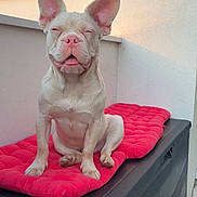 Olaf a rejoint le concours — aidez-le/la à gagner de superbes lots ! dog, light_fur, large_ears, red_cushion, black_storage_box, outdoor, wall, window, sunlight, pet, sitting, content, tongue_out, relaxed, daylight, animal, cute, small_dog, pink_nose, ears_up