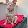 dog, light_fur, large_ears, red_cushion, black_storage_box, outdoor, wall, window, sunlight, pet, sitting, content, tongue_out, relaxed, daylight, animal, cute, small_dog, pink_nose, ears_up