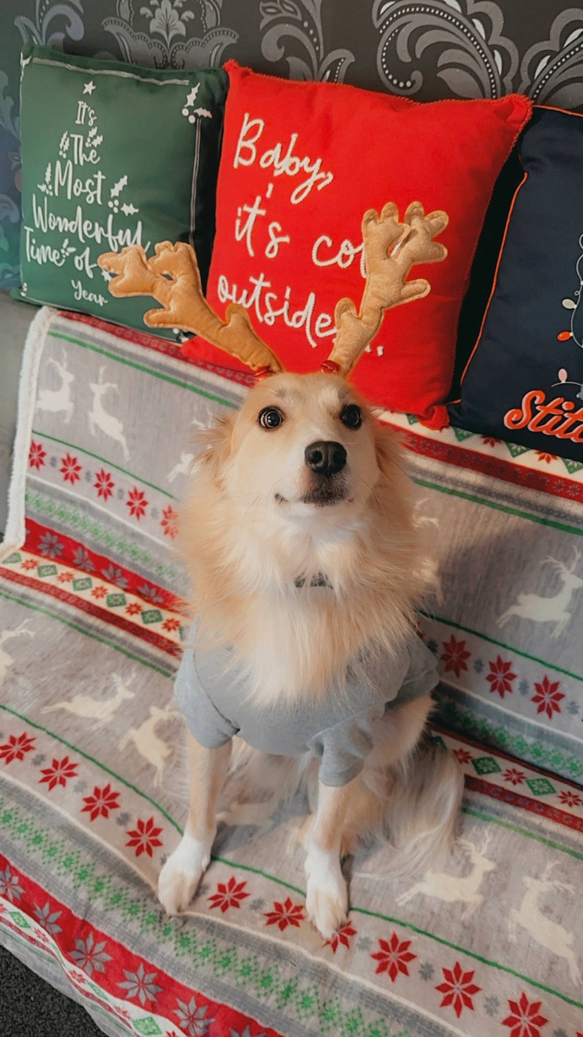 Alex joined the competition — help win amazing prizes! canidae, carnivore, collar, companion_dog, dog, dog_breed, dog_supply, event, flooring, font, fur, handwriting, non_sporting_group, pet_supply, spitz, volpino_italiano, working_animal