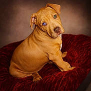 Bulma participe au concours pour gagner de l'argent avec cette photo : puppy, dog, canine, pet, animal, brown_dog, heterochromia, cute, portrait, red_cushion, plush, indoor, fur, sitting, head_tilt, close_up, young_dog, domestic_animal, furry, companionship