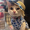 cat, pet, animal, feline, hat, costume, clothing, blue_and_white, fashion, portrait, close_up, whiskers, eyes, pink_nose, indoors, blurred_background, sitting, groomed, cute, fashionable