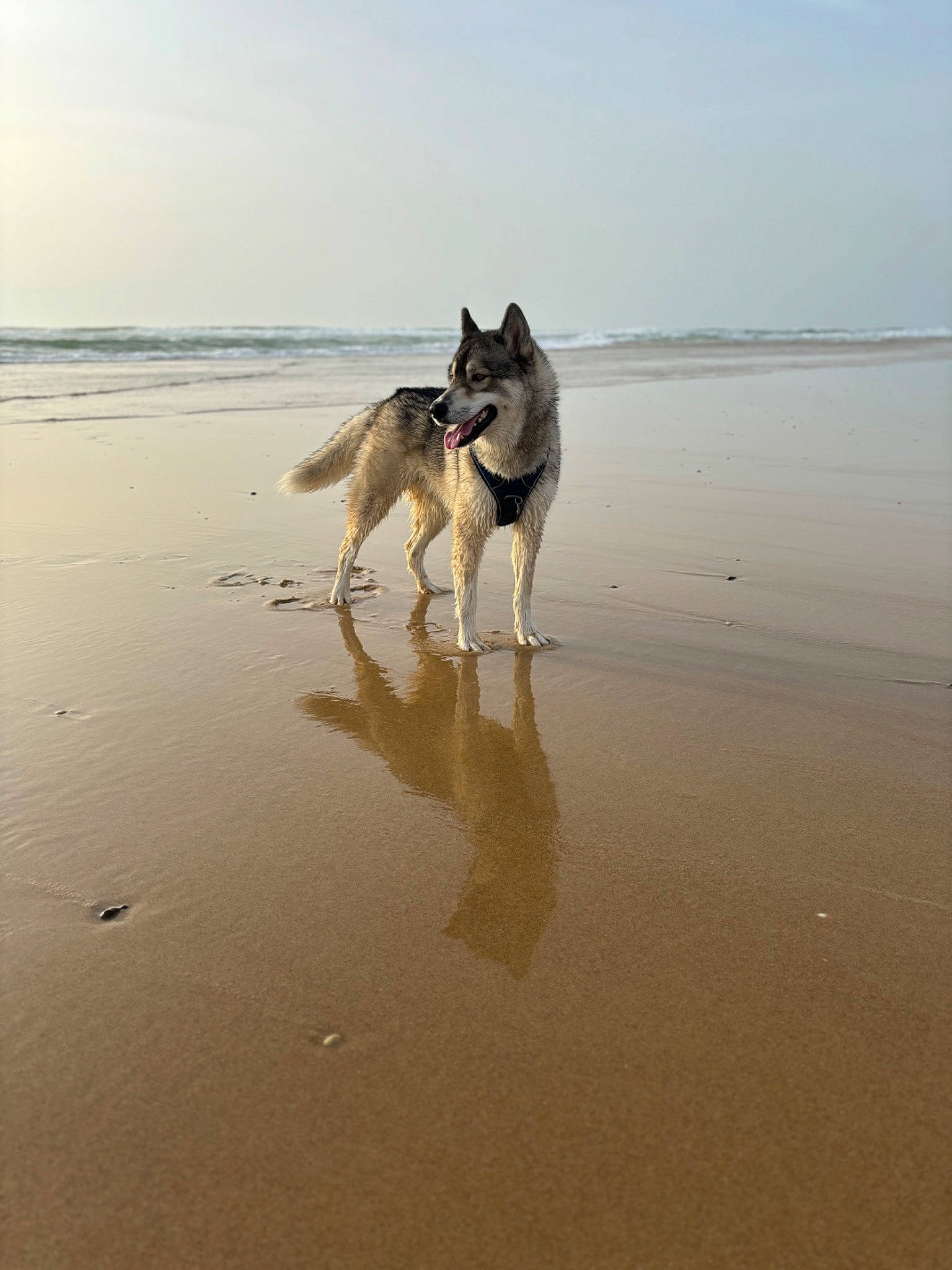 Thésée participe au concours pour gagner de l'argent avec cette photo : aeolian_landform, beach, body_of_water, canidae, carnivore, coast, dog, dog_breed, fawn, fun, horizon, landscape, ocean, sand, sky, sporting_group, water, wind_wave, working_animal, working_dog