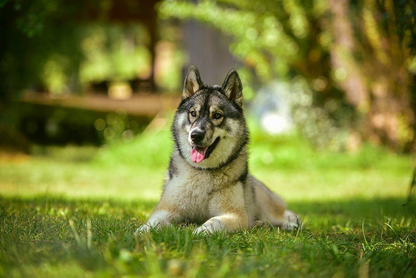 Thésée a rejoint le concours — aidez-le/la à gagner de superbes lots ! carnivore, companion_dog, dog, dog_breed, forest, garden, grass, natural_landscape, plant, sitting, snout, terrestrial_animal, tree, whiskers, wildlife, working_dog