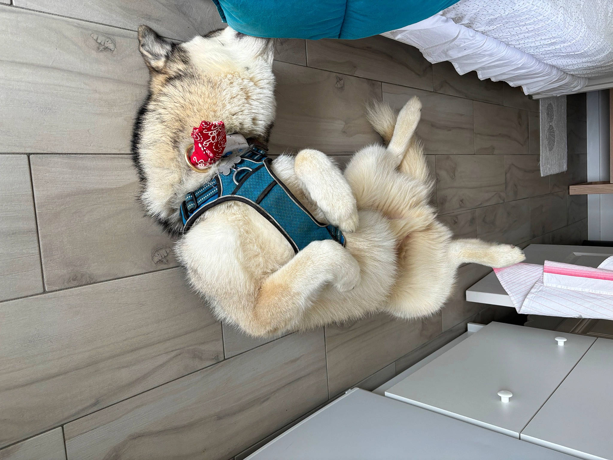 Thésée participe au concours pour gagner de l'argent avec cette photo : canidae, carnivore, comfort, companion_dog, dog, dog_breed, fur, fur_clothing, glove, mammal, paw, plush, snout, sporting_group, stuffed_toy, table, tail, toy, wool, working_animal