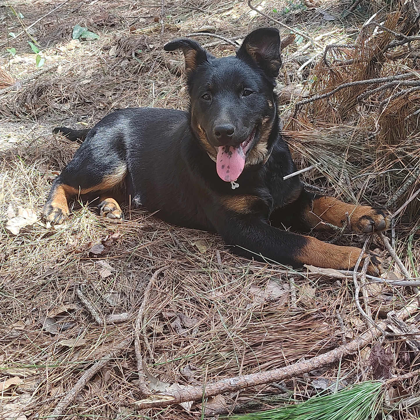 Ginger joined the competition — help win amazing prizes! animal, appenzeller, bulldog, canine, den, dog, germanshepherd, grass, hound, indoors, labradorretriever, nature, outdoors, pet, plant, puppy, soil, tree, vegetation, wood