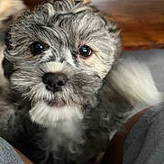 Moonra joined the competition — help win amazing prizes! adorable, black_nose, brown_eyes, close_up, companion, cute, dog, fluffy, fur, indoor, looking_up, muzzle, paws, pet, portrait, puppy, small_dog, tail, whiskers, wooden_table