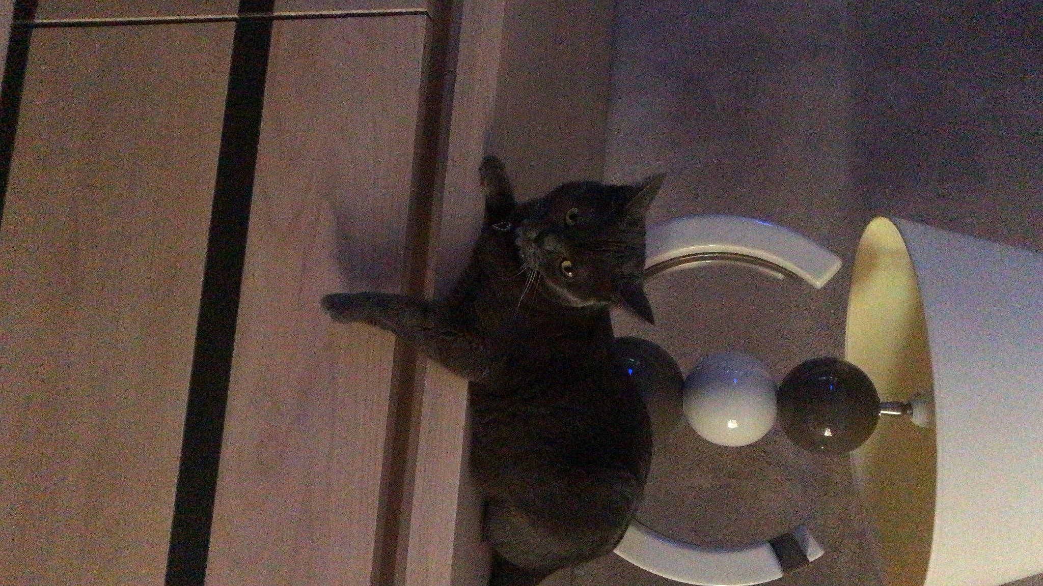 Naïa participe au concours pour gagner de l'argent avec cette photo : art, audio_equipment, black_cat, carnivore, cat, domestic_short_haired_cat, felidae, fur, loudspeaker, metal, musical_instrument, paw, room, small_to_medium_sized_cats, snout, tail, whiskers, window, wood