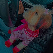 Willow Evon is registered to the contest to win money with this photo: dog, pet, car_interior, steering_wheel, person, jacket, jeans, pink_outfit, red_accents, hand, seat, window, trees, night, animal, cute, small_dog, lap, looking_up, cozy