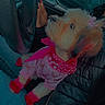 dog, pet, car_interior, steering_wheel, person, jacket, jeans, pink_outfit, red_accents, hand, seat, window, trees, night, animal, cute, small_dog, lap, looking_up, cozy