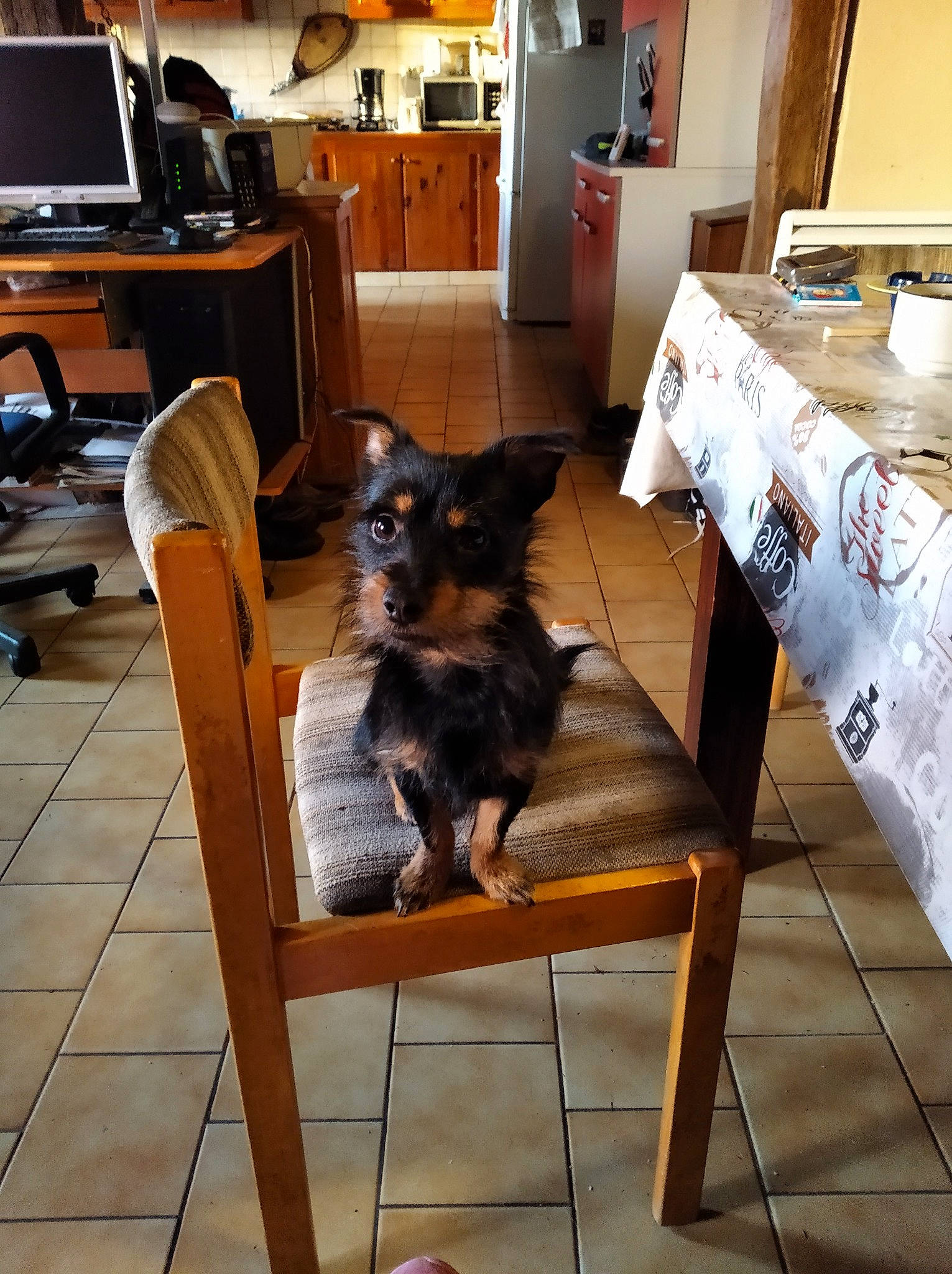 Krusty a rejoint le concours — aidez-le/la à gagner de superbes lots ! canidae, carnivore, dog, dog_breed, floor, flooring, furniture, hardwood, mammal, room, table, wood