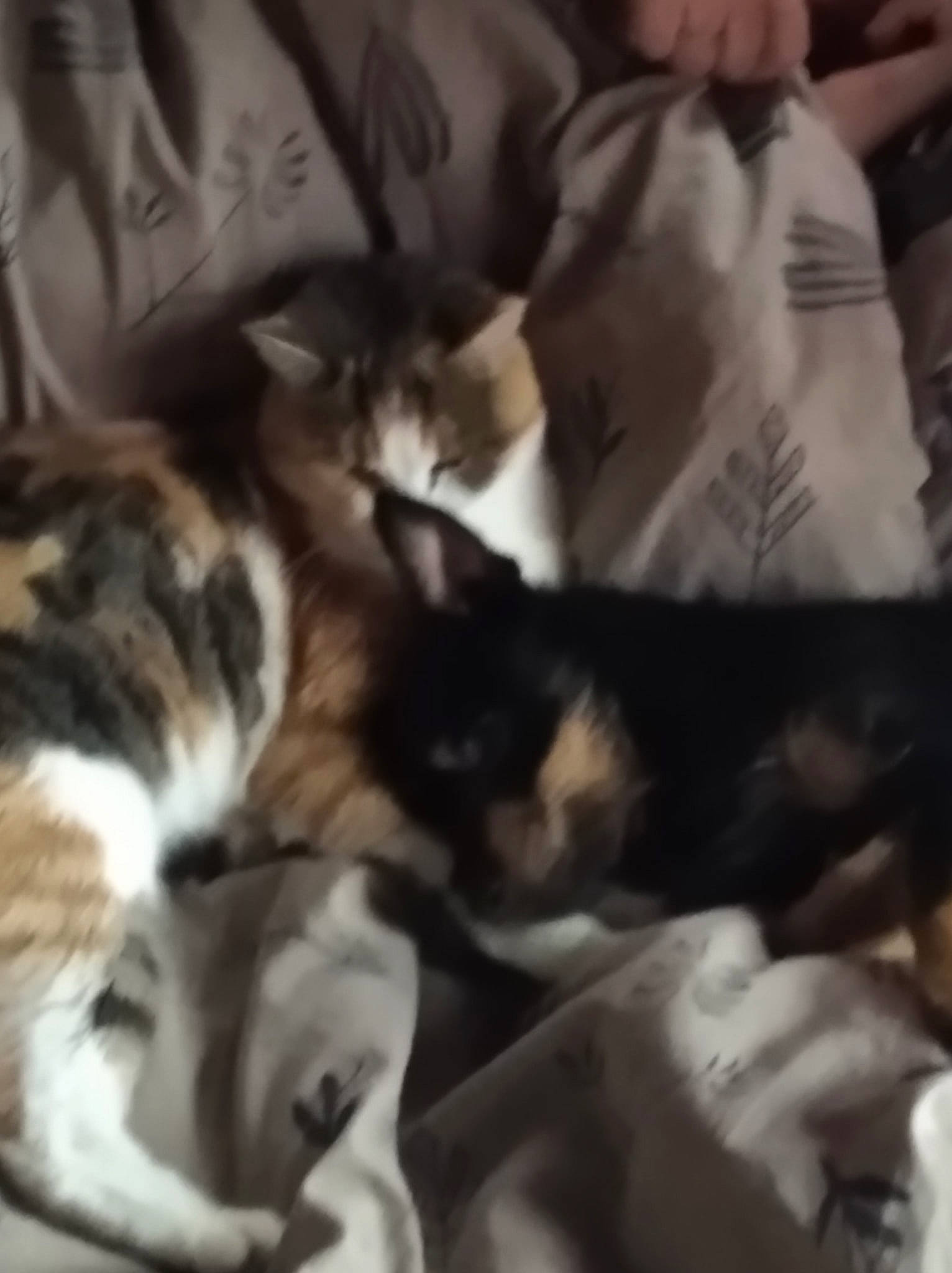 Krusty participe au concours pour gagner de l'argent avec cette photo : american_shorthair, carnivore, cat, european_shorthair, felidae, kitten, mammal, nap, photography, small_to_medium_sized_cats, whiskers