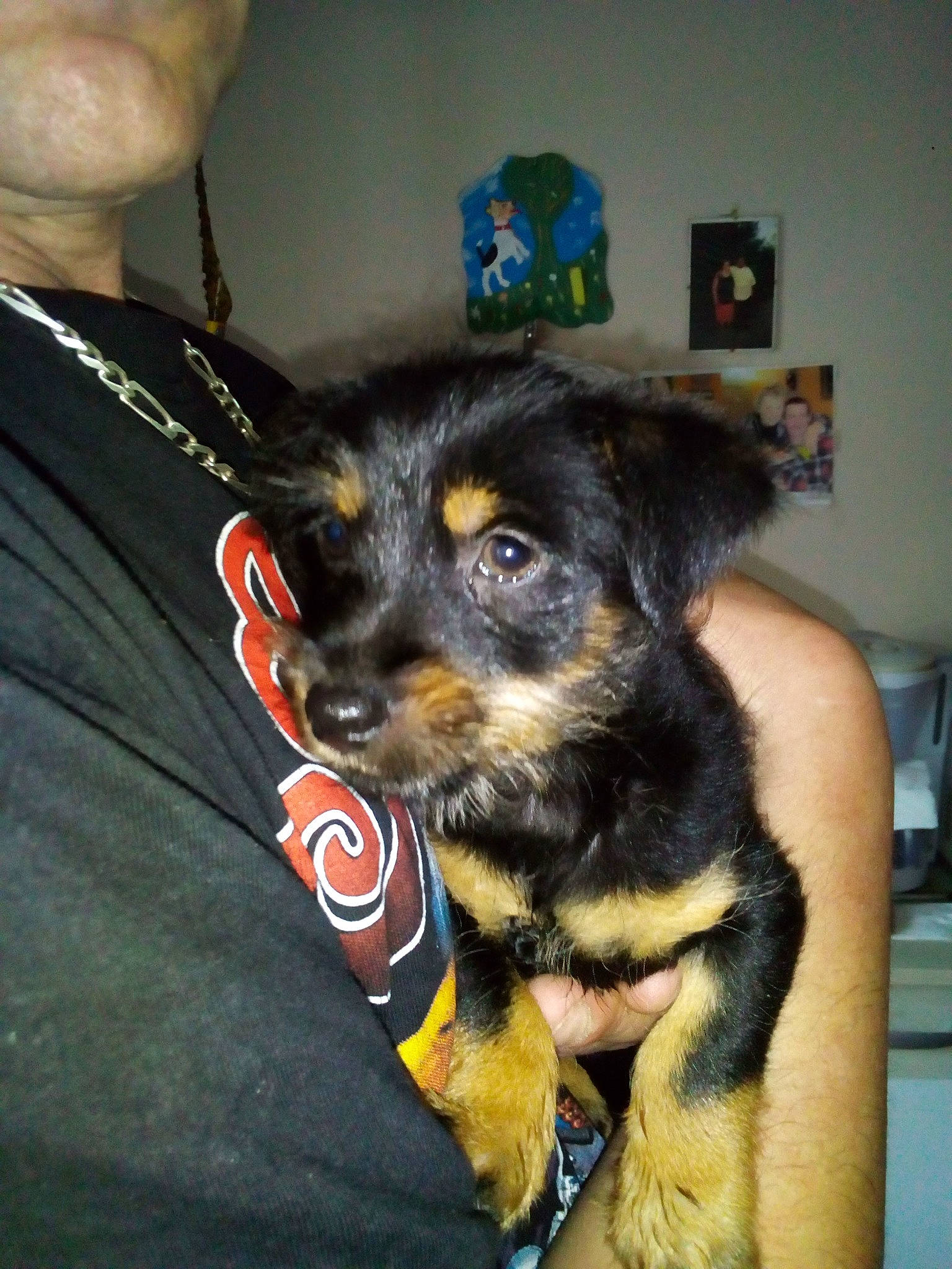 Krusty participe au concours pour gagner de l'argent avec cette photo : canidae, carnivore, companion_dog, dog, dog_breed, mammal, puppy, snout, sporting_group, yorkipoo