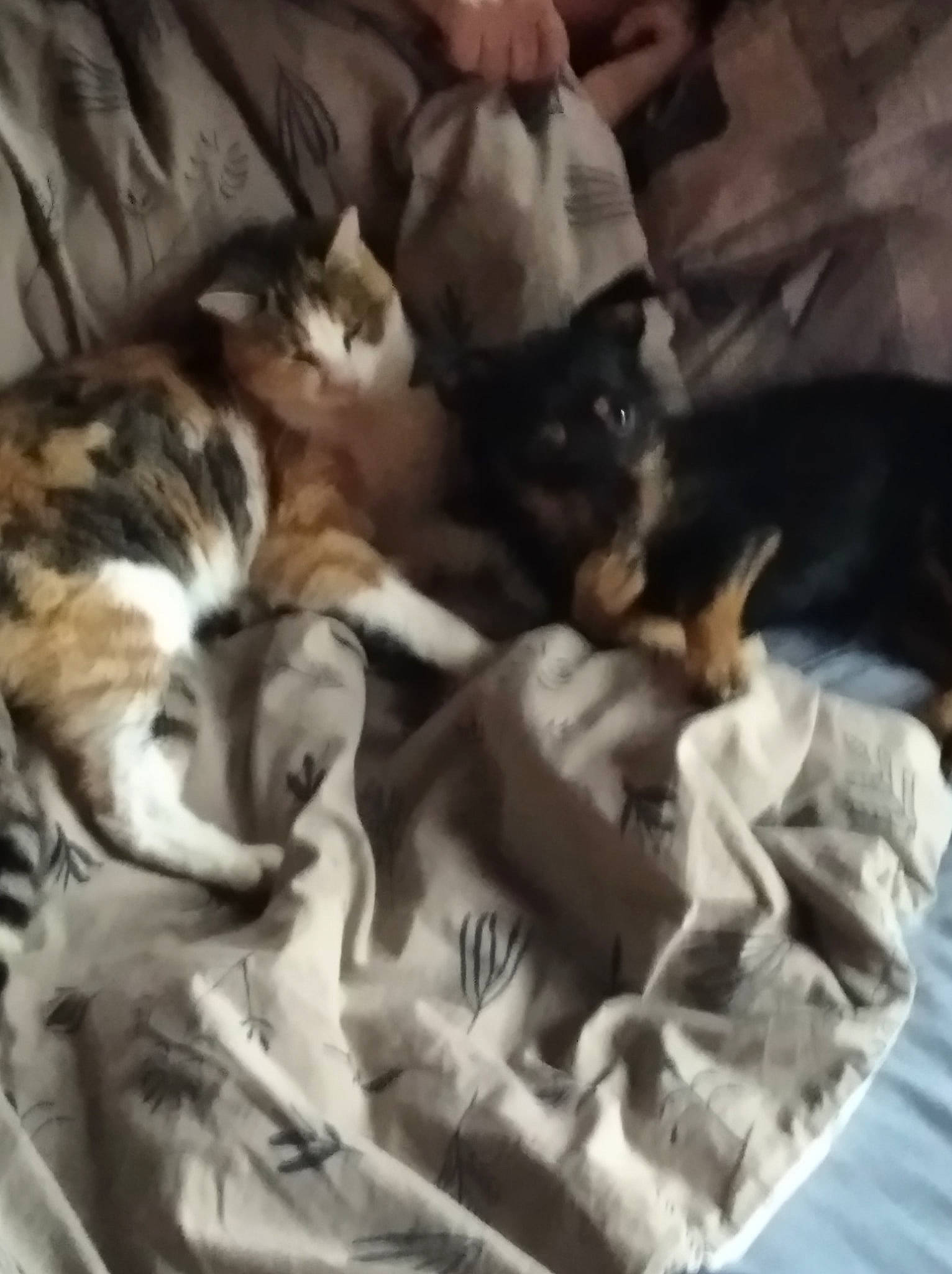 Krusty participe au concours pour gagner de l'argent avec cette photo : canidae, carnivore, cat, european_shorthair, felidae, fur, kitten, mammal, nap, puppy, small_to_medium_sized_cats, tabby_cat, whiskers