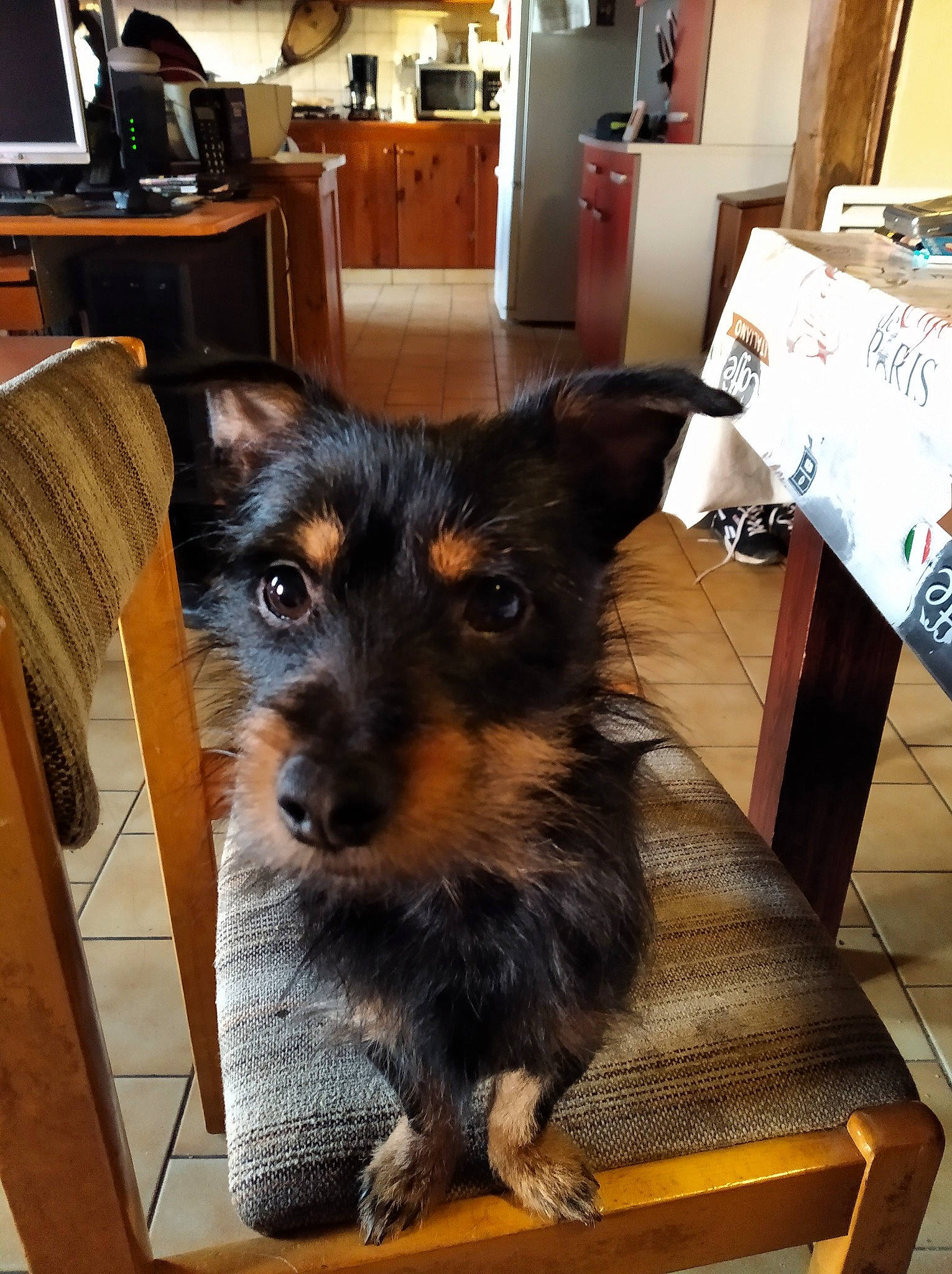 Krusty a rejoint le concours — aidez-le/la à gagner de superbes lots ! australian_terrier, cairn_terrier, canidae, carnivore, companion_dog, dog, dog_breed, fawn, mammal, norwich_terrier, puppy, rare_breed_dog, snout, terrier, vertebrate