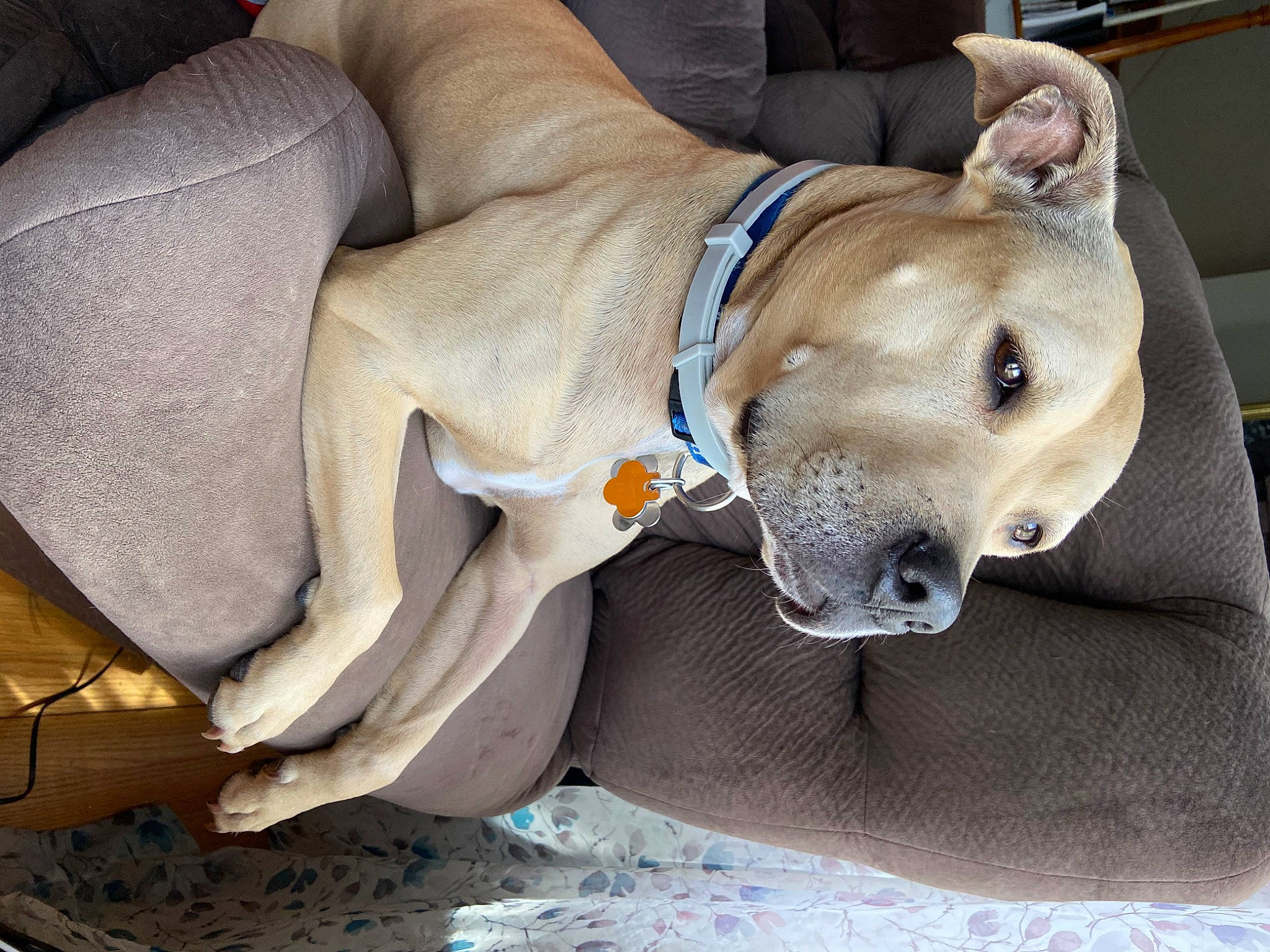Zoe Duke is registered to the contest to win money with this photo: american_pit_bull_terrier, american_staffordshire_terrier, canidae, carnivore, dog, dog_breed, ear, fawn, great_dane, mammal, non_sporting_group, pit_bull, snout, sporting_group
