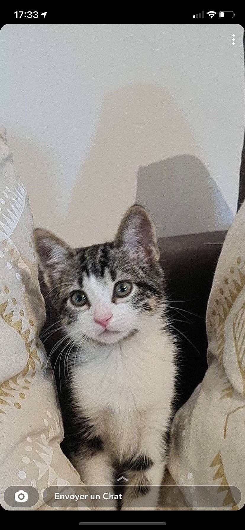 Switch a rejoint le concours — aidez-le/la à gagner de superbes lots ! carnivore, cat, comfort, domestic_short_haired_cat, door, felidae, foot, fur, grey, monochrome_photography, paw, plant, sitting, small_to_medium_sized_cats, snout, tail, tree, whiskers, window, wood