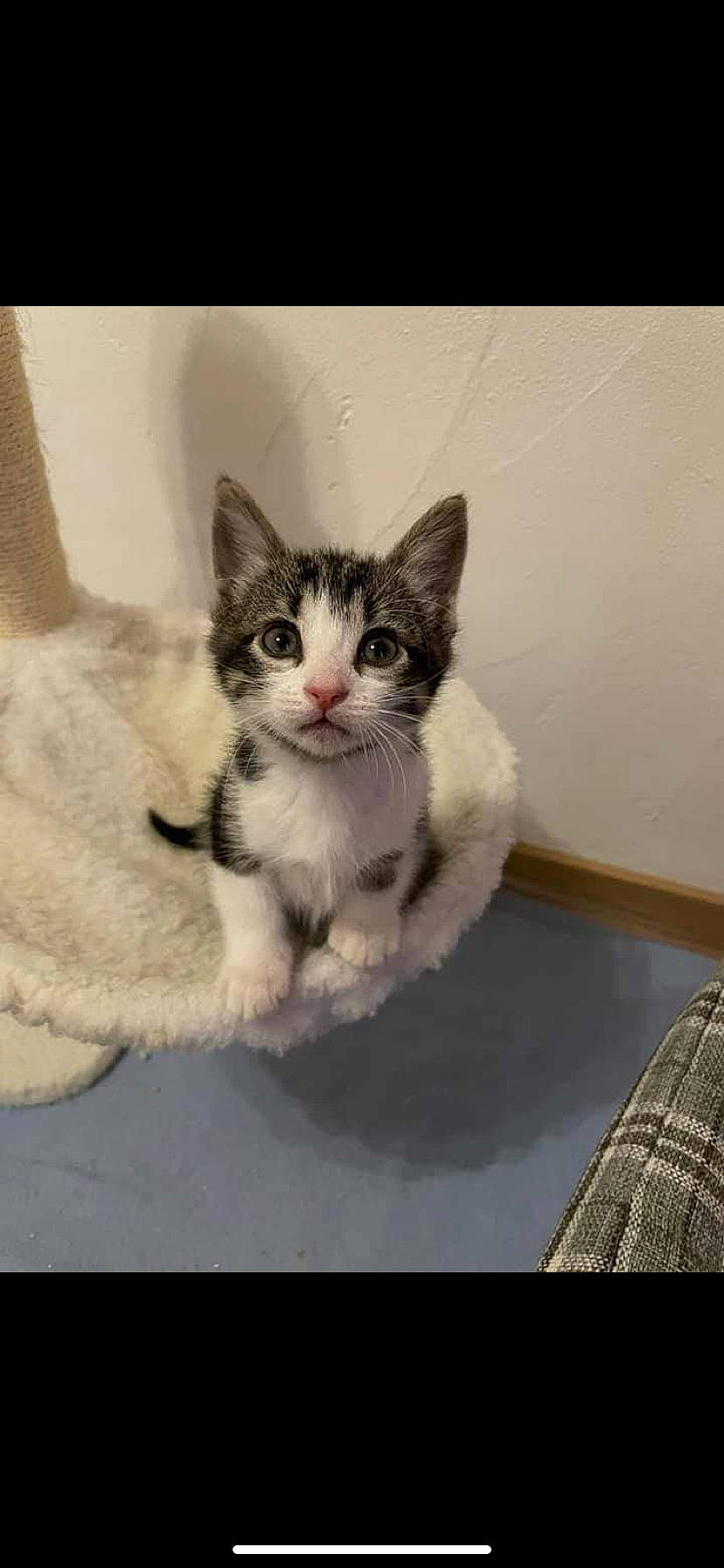 Switch a rejoint le concours — aidez-le/la à gagner de superbes lots ! automotive_tire, carnivore, cat, claw, comfort, domestic_short_haired_cat, felidae, foot, fur, jaw, metal, paw, photo_caption, small_to_medium_sized_cats, snout, square, tail, whiskers, window