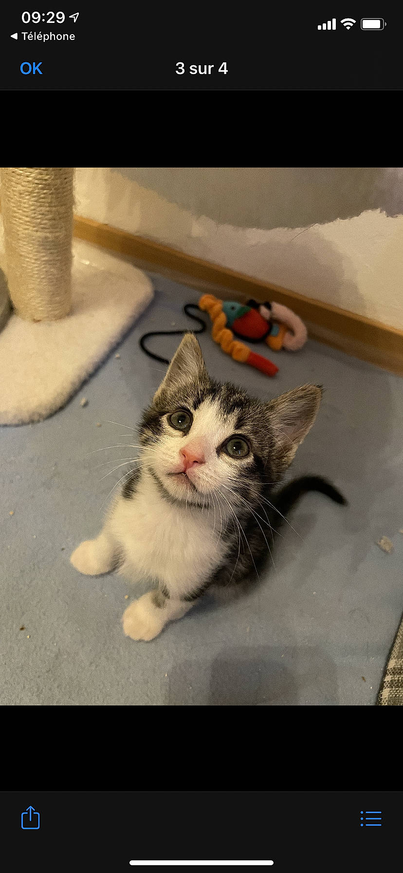Switch participe au concours pour gagner de l'argent avec cette photo : carnivore, cat, claw, domestic_short_haired_cat, eye, felidae, foot, fur, leg, mammal, paw, photo_caption, sitting, small_to_medium_sized_cats, tail, textile, vertebrate, whiskers, window, wood